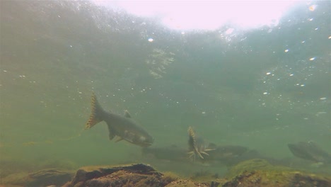 Salmón-Submarino-Y-Alevines-Nadando-En-El-Lago-Eva-En-La-Isla-De-Baranof-En-Alaska