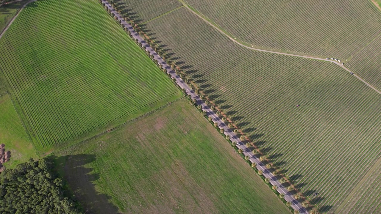 Road Lined With Palm Trees, Seppeltsfield Road In Barossa Valley, South Australia - Aerial Drone Shot