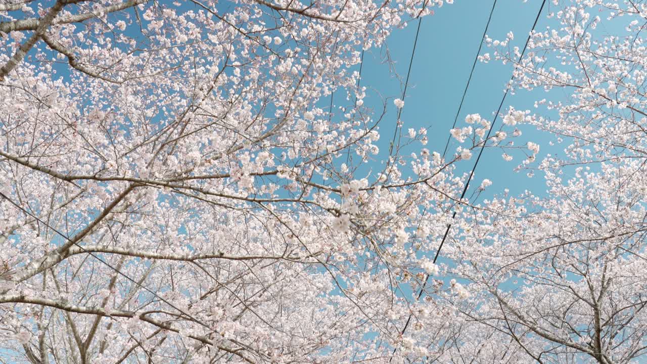 桜の花の空をゆっくりと眺める "スローモーション"