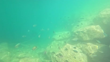 fish swimming around rocks underwater