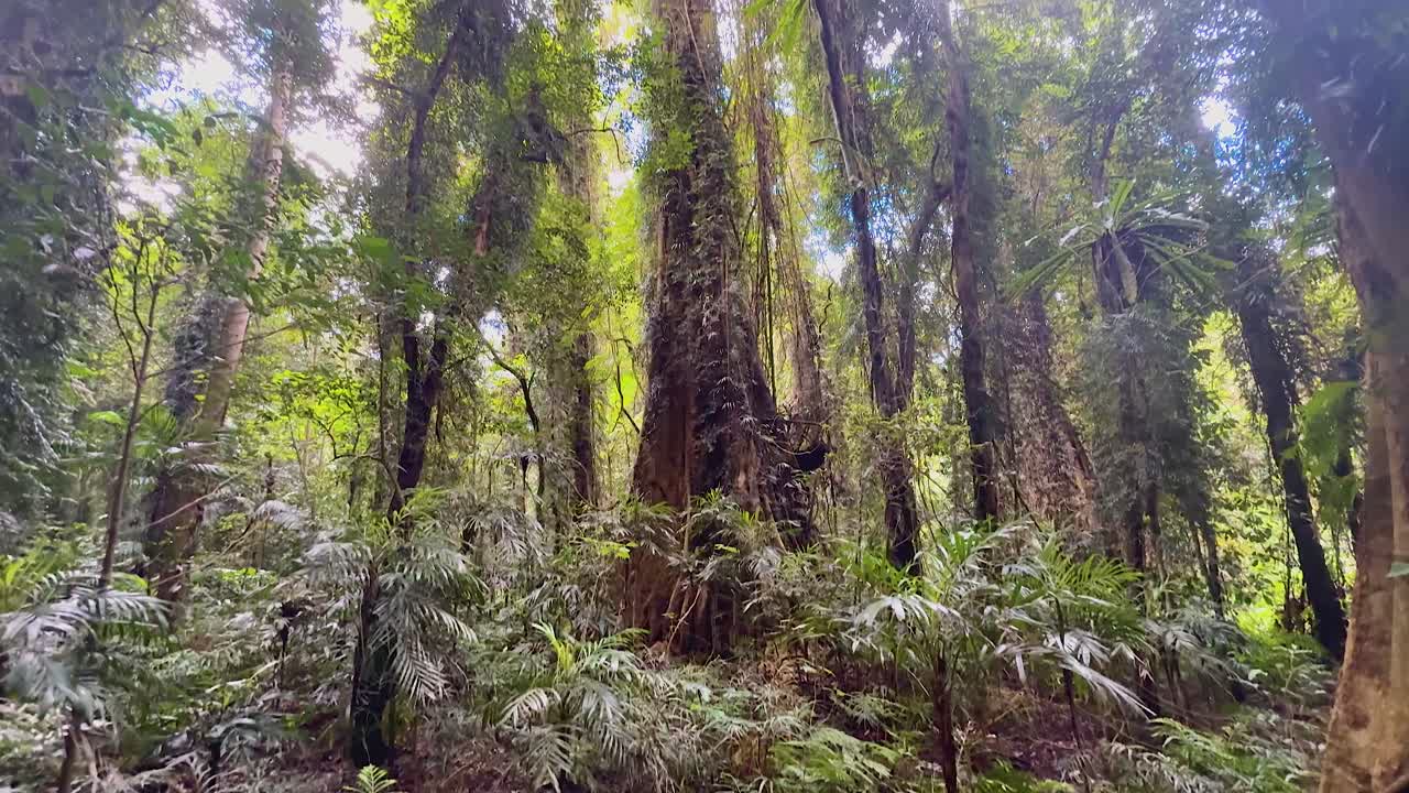 Camera tilts upward in dense fern rainforest, revealing towering trees, sunbeams, and vibrant foliage