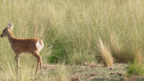 A-young-Pampas-deer-in-a-grassland,-natural-habitat-in-San-Luis,-Argentina