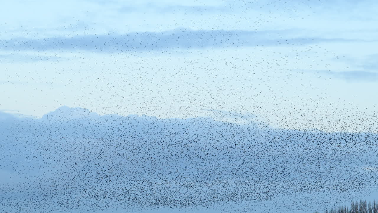 Starling birds murmuration in the sky during sunset at the end of a winter day. Huge groups of starlings (Sturnidae) in the sky that move in shape-shifting clouds before the night.