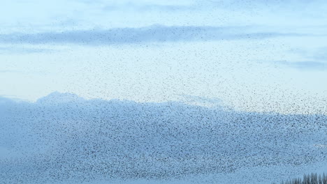 starling birds murmuration in the sky during sunset at the end of a winter day. huge groups of starlings (sturnidae) in the sky that move in shape-shifting clouds before the night.