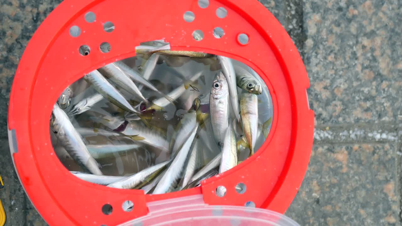 Fish in a red fishing bucket