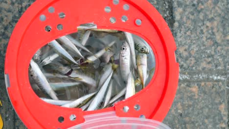 fish in a red fishing bucket