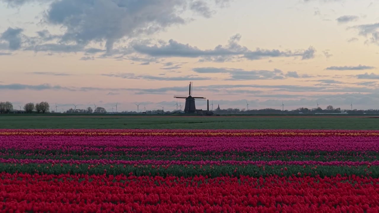 Fargerikt nederlandsk tulipanfelt med en tradisjonell vindmølle ved solnedgang