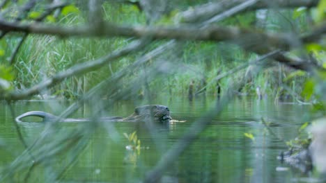 Mittlere-Aufnahme-Eines-Bibers,-Der-In-Einem-Kleinen-Teich-Frisst