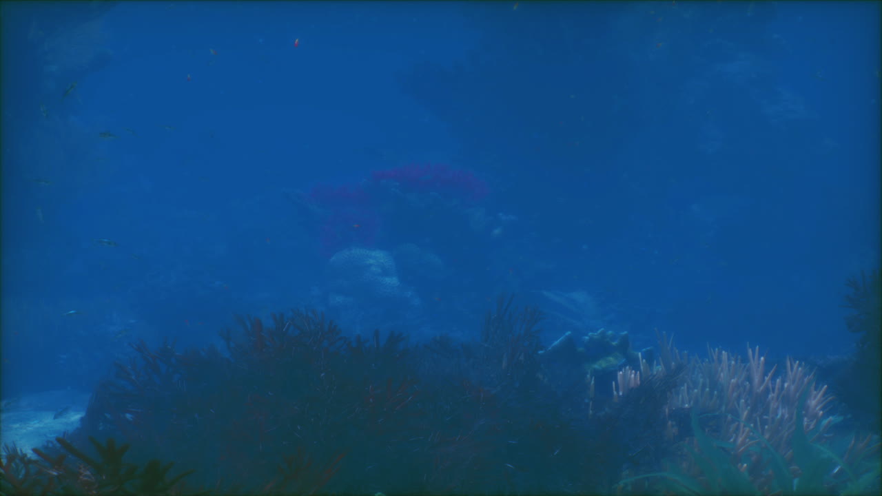 arrecife de coral bajo el agua