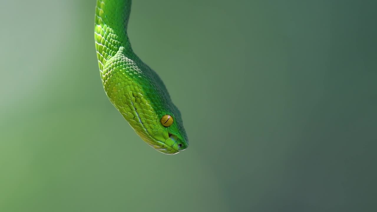 белощекая питвипер - ядовитая питвипер, эндемик юго-восточной азии, часто встречается ночью, поджидая на ветке или сучьях дерева вблизи водоема с большим количеством пищи.