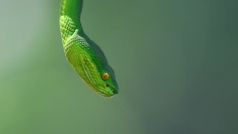 La-Víbora-De-Labios-Blancos-Es-Una-Víbora-Venenosa-Endémica-Del-Sudeste-Asiático-Y-A-Menudo-Se-Encuentra-Durante-La-Noche-Esperando-En-Una-Rama-O-Rama-De-Un-árbol-Cerca-De-Un-Cuerpo-De-Agua-Con-Muchos-Alimentos