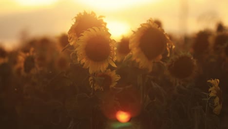 Ein-Sonnenblumenfeld-Im-Märchenhaften-Gelben-Sonnenlicht-Während-Der-Goldenen-Stunde