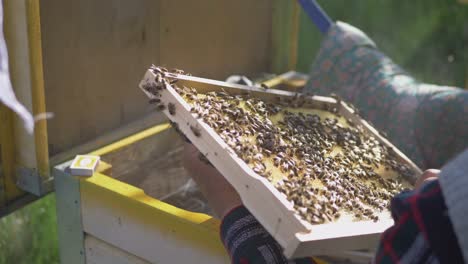 The-Beekeeper-Inspects-the-Wooden-Frame-and-Inserts-it-into-the-Honey-Bee-Hive