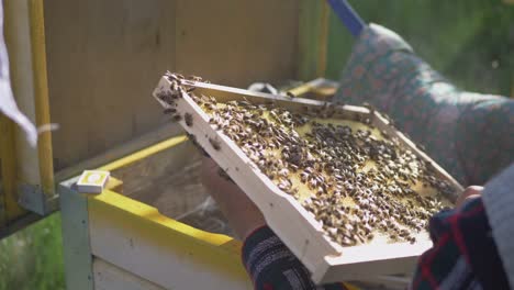 el apicultor inspecciona el marco de madera y lo inserta en la colmena de abejas