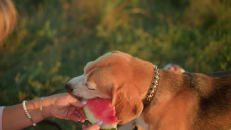 dog on leash enjoying a fresh slice of watermelon outdoors, held by individual during picnic, sunlight creates warm atmosphere, highlighting affectionate interaction between dog and owner