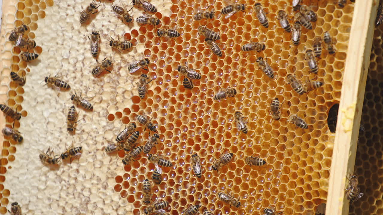 Stripy beautiful honey insects walking over the honeycombs. Bee family working hard over the honey harvest. Close up.