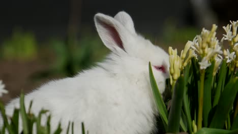 little rabbit sits in white flowers 4 in the video
