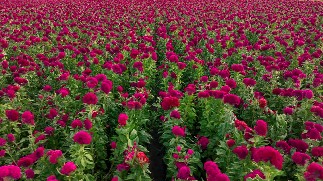 video aéreo viajando a través de un gigantesco campo de flores de terciopelo en el centro de méxico