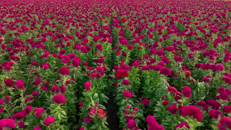 Video-Aéreo-Que-Recorre-Un-Gigantesco-Campo-De-Flores-De-Terciopelo-En-El-Centro-De-México.