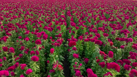 video aéreo viajando a través de un gigantesco campo de flores de terciopelo en el centro de méxico