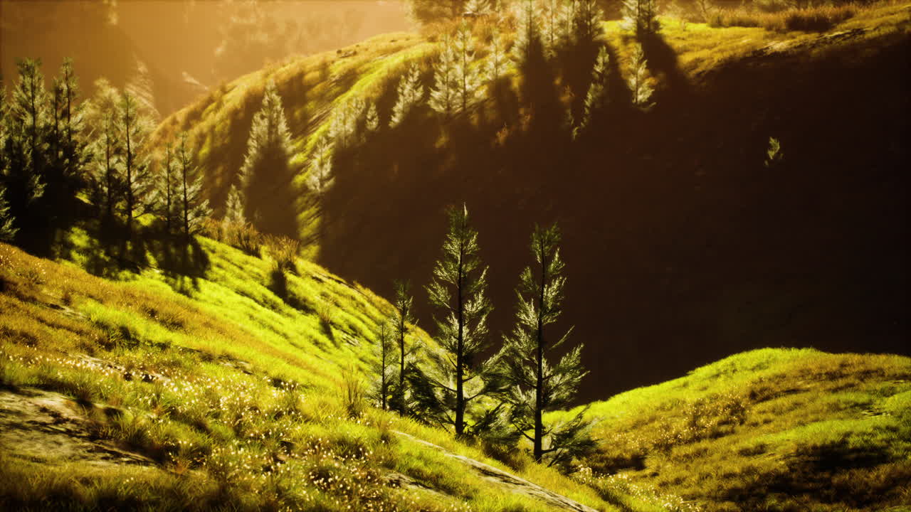 árboles verdes en el cañón al atardecer con niebla