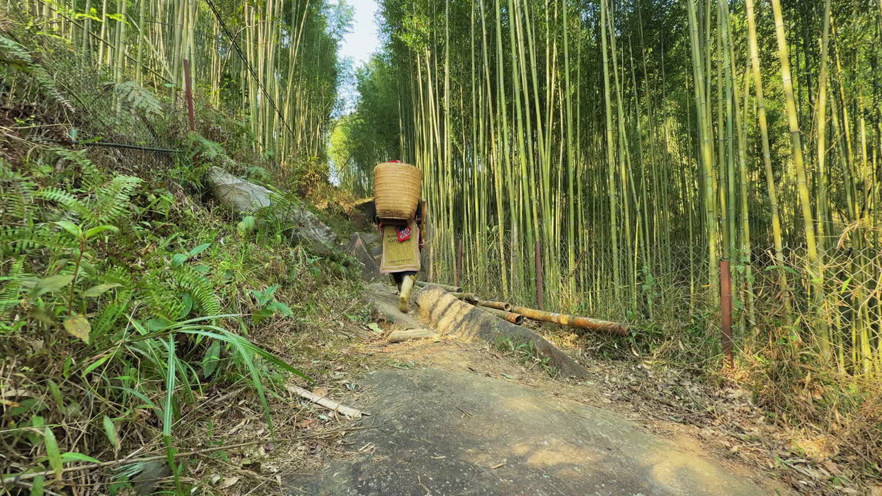 A farmer dressed in traditional clothing is seen gathering herbal plants using a machete in a lush bamboo forest. The activity highlights cultural practices and foraging techniques.