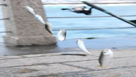 close-up of a fishing rod with a catch of fish on it