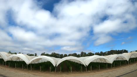 organic farm in salinas california