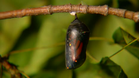 chrysalis changing colour