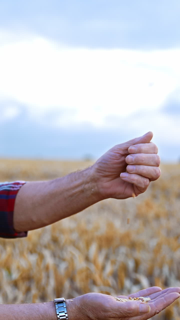 Caucasian farmer throwing grain from hand to hand. Man blows at corn to get rid of chaff. Field of wheat at backdrop in blur. Vertical video