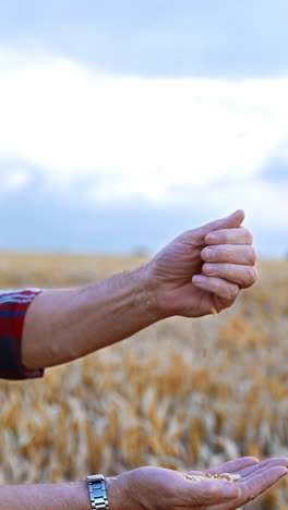 caucasian farmer throwing grain from hand to hand. man blows at corn to get rid of chaff. field of wheat at backdrop in blur. vertical video