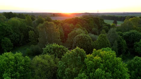 Drone-flight-over-a-forest-bathed-in-the-rays-of-the-rising-sun