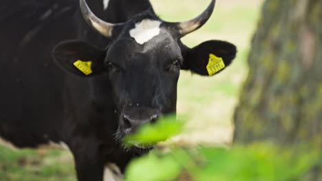 british friesian cattle with ear tags under the tree in the farm. - closeup shot