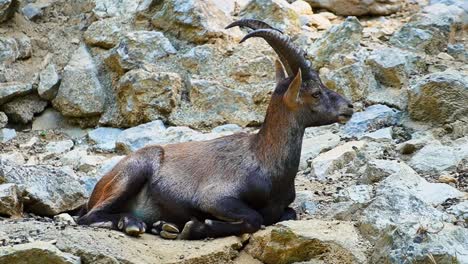 Atemberaubende-Nahaufnahmen-Eines-Alpensteinbocks,-Der-Sich-Anmutig-Auf-Felsen-Niederlässt