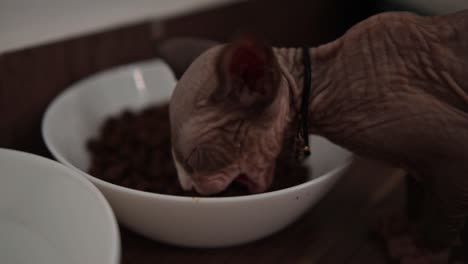 esfinge canadiense con piel sin pelo arrugada comiendo comida para gatos en un cuenco