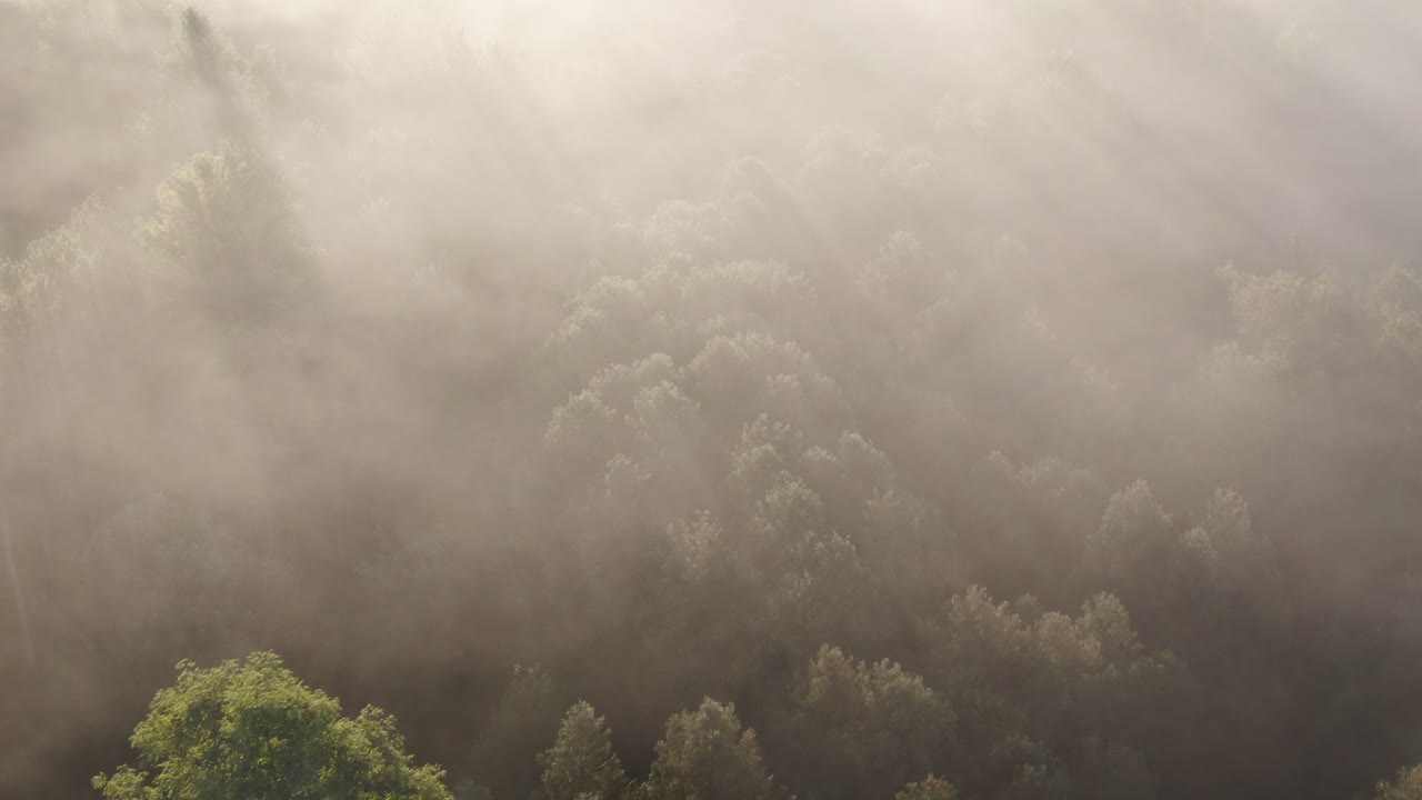 아침 안개 사이로 햇빛이 스며드는 마법의 숲 위의 공중 촬영