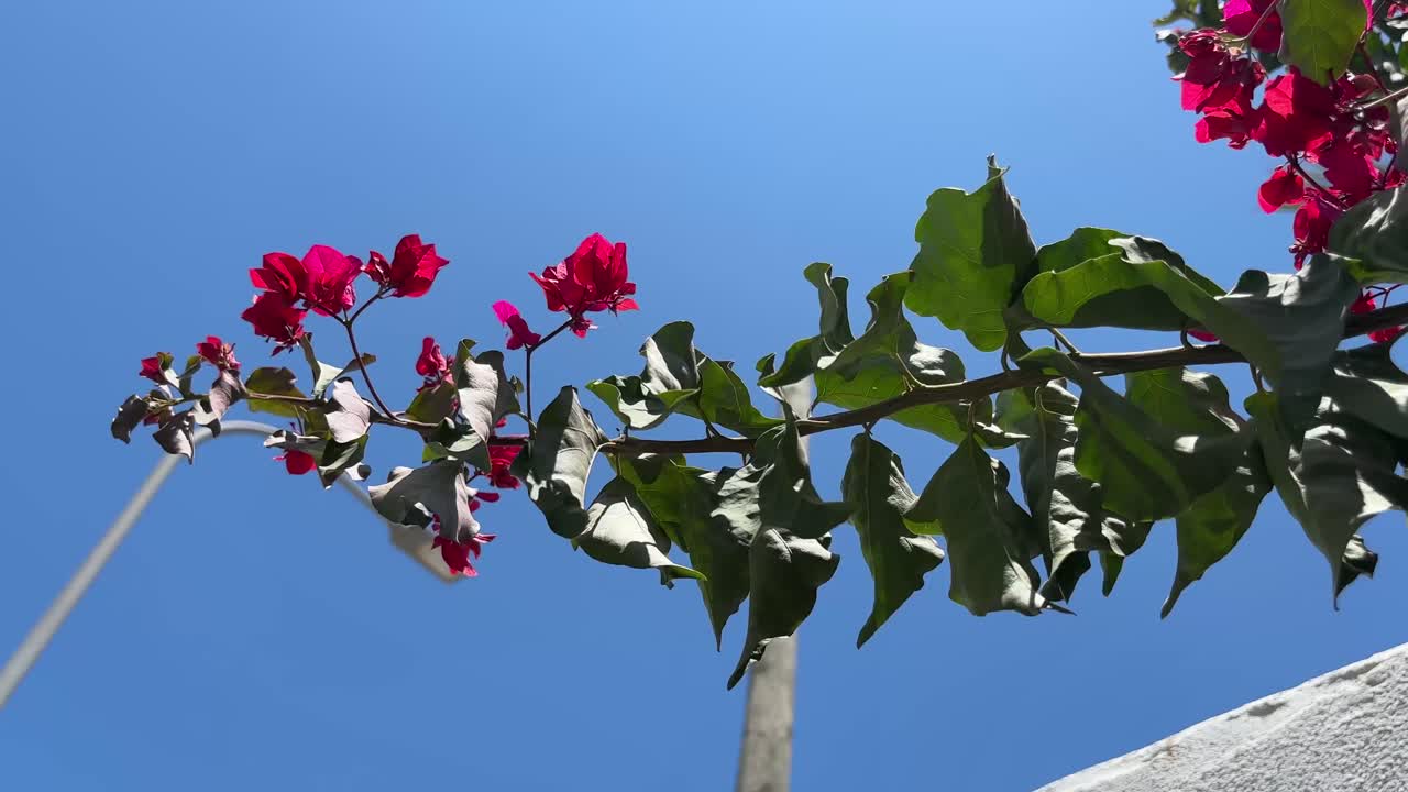 бугенвильские цветы и листья летом