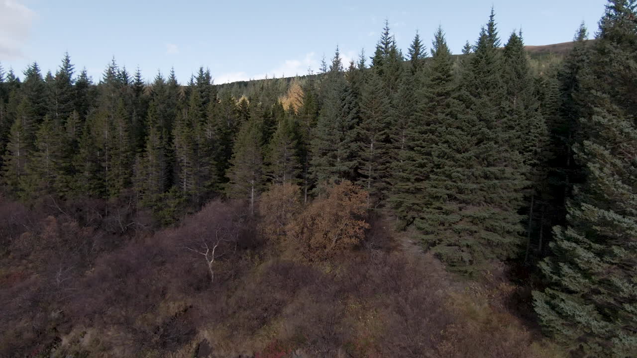 호숫가의 푸른 소나무 주위를 궤도로 돌립니다.