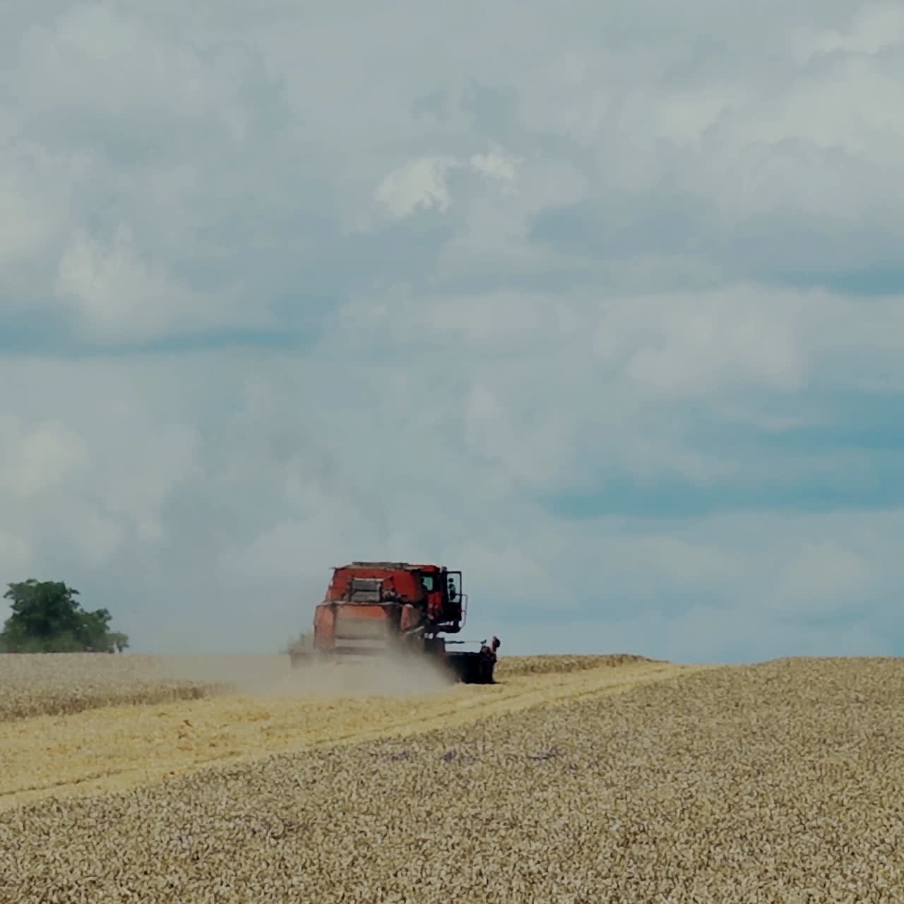 Combine harvester working on sunny summer day. Harvest time. Agricultural sector