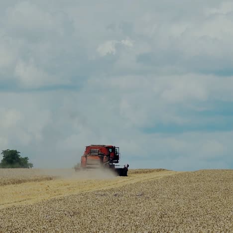 combine harvester working on sunny summer day. harvest time. agricultural sector