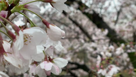 Ein-Kirschbaum-Voller-Rosa-Blüten-Im-Inokashira-Park,-Japan