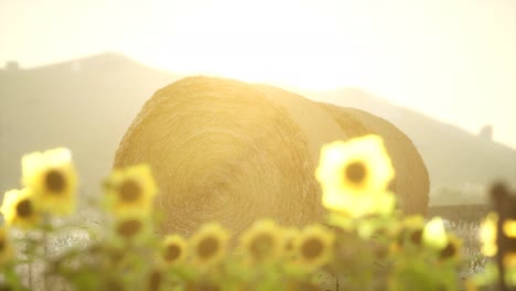 hay bales in the sunset