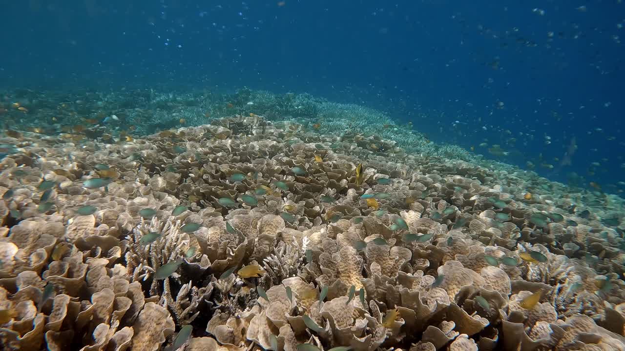 Moving over a healthy coral reef system, shimmering with ripple shadows in the bright mid day sun. In the blue water are small, shining blue fish looking like glittering stars.