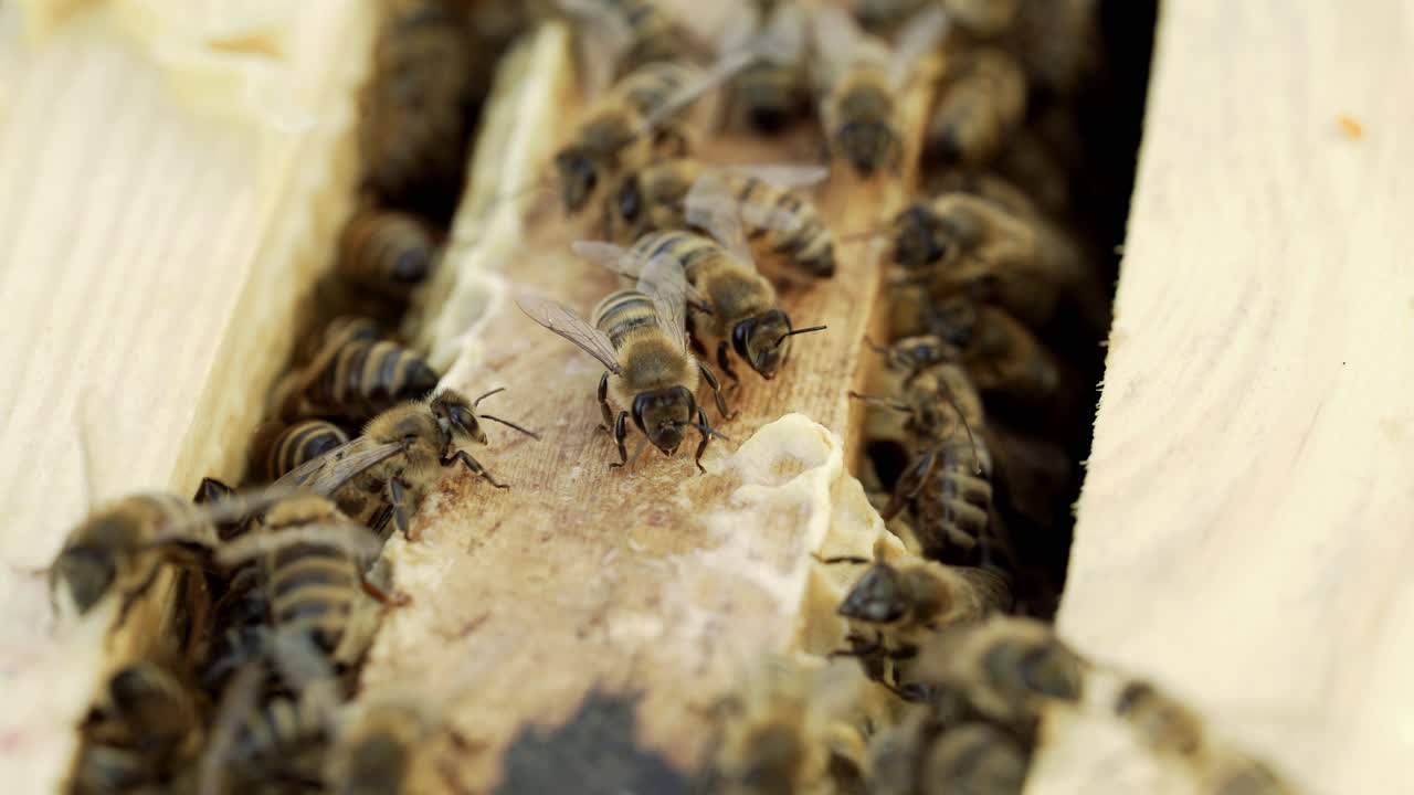 bees bring honey to their beehives in warm weather all day. Apiculture. Honey bees on wooden frames in beehive. Bees in the hive convert nectar to honey.