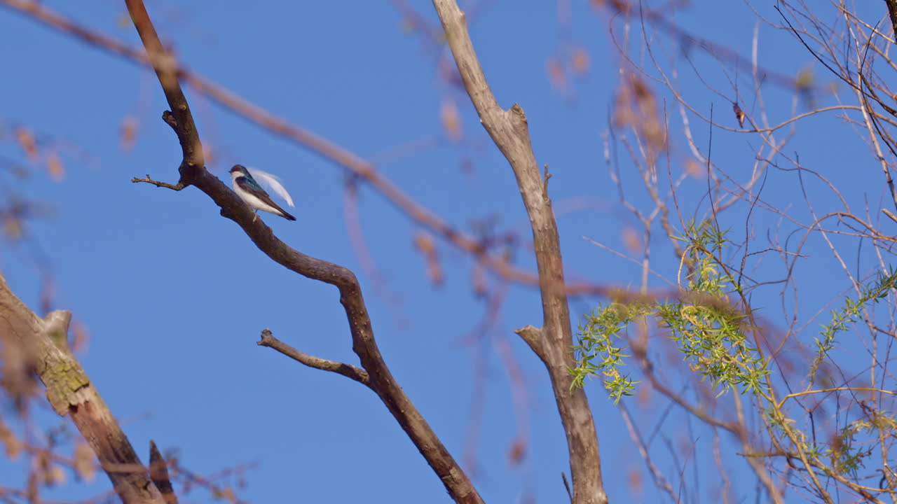 Close-up slow motion of purple martin preparing its nest inside a tree.