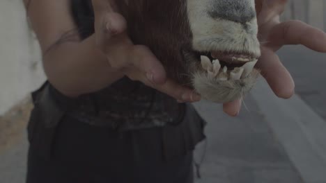 close up of the teeth of a taxidermy goat head being held by a woman