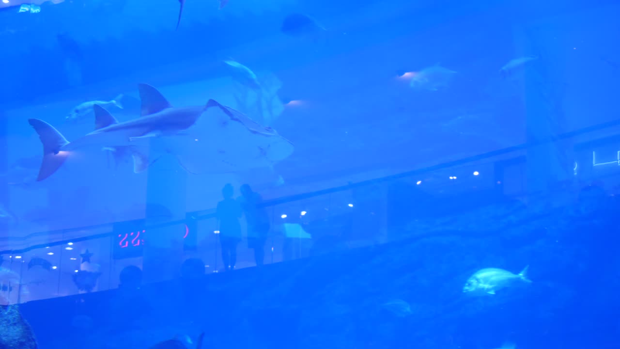 상어 와 해파리 가 있는 수족관