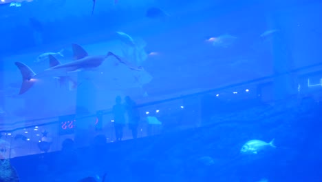 aquarium with sharks and rays