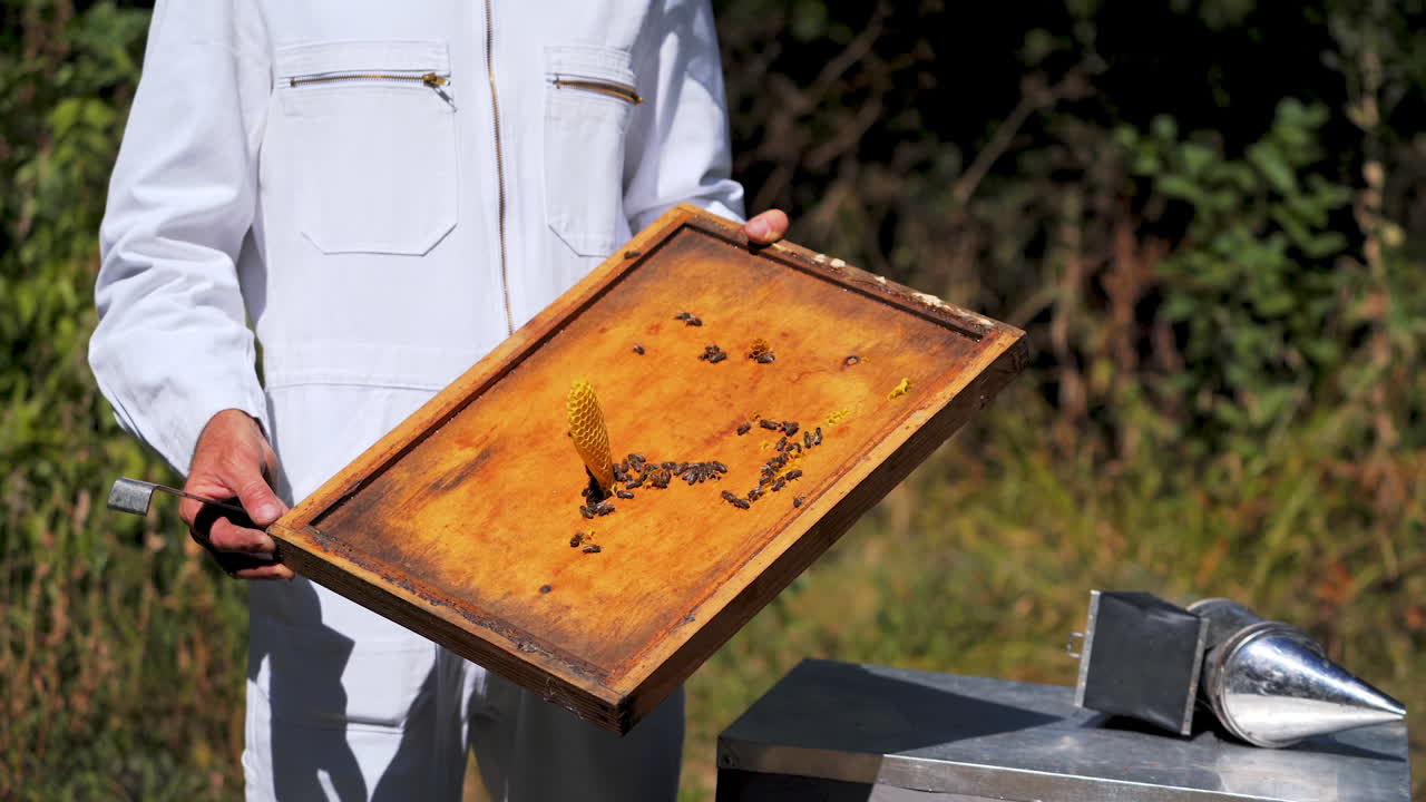 Beekeeper working collect honey. Close up of beekeeper holding honeycomb with bees