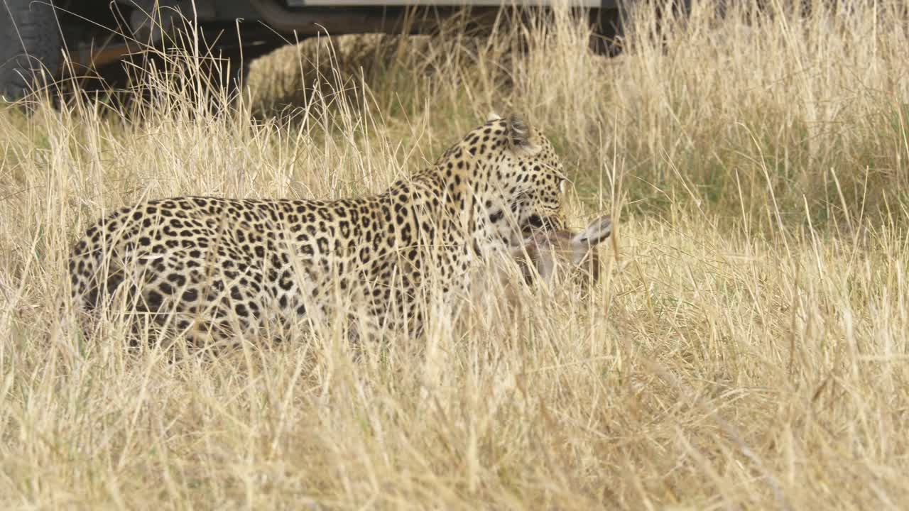 tiro de seguimiento de un leopardo con su presa, bebé muerto lechwe en la boca de los depredadores